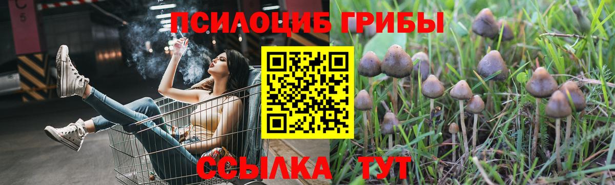 Артём  Псилоцибиновые грибы Psilocybe  Вход с VPN 